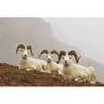 thumbnail image 2 of Dall's sheep rams resting on rocky ridge in alpine tundra in autumn denali national park;Alaska united states of ameri 1, 2 of 4