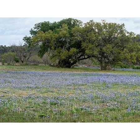Field of bluebonnets in the Texas Hill Country near Burnet Poster Print by Carol