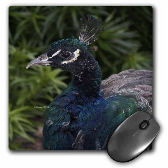 3dRose, male peacock, MousePad