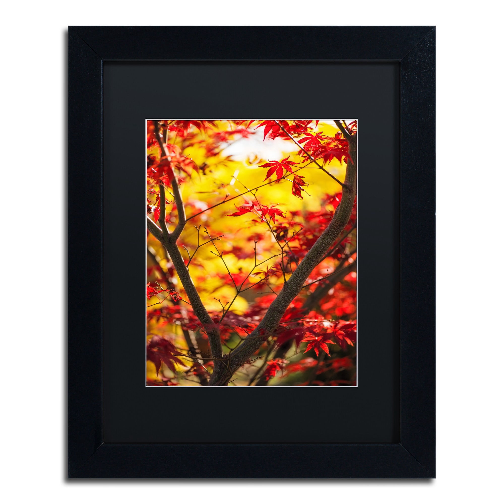 Trademark Fine Art "Morning Jive" Canvas Art by Philippe Sainte-Laudy Black Matte, Black Frame