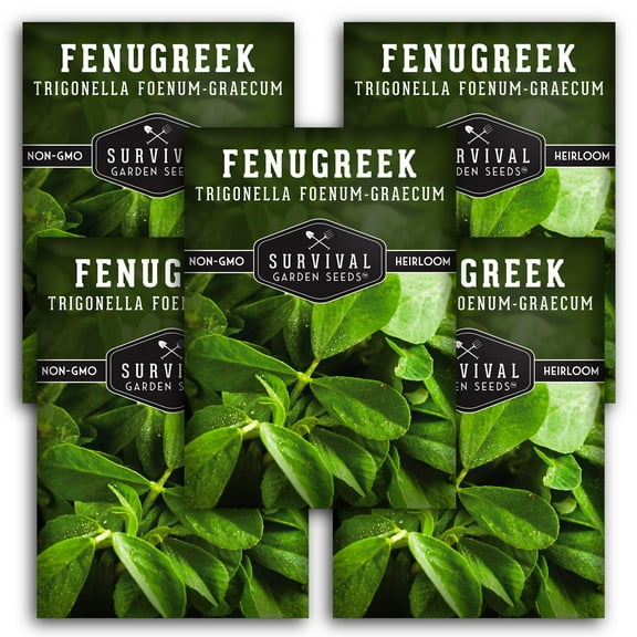 Fenugreek Seeds - 5 Pack - Non-GMO Heirloom Full Sun Annual Vegetable