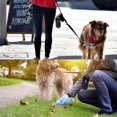 thumbnail image 3 of Black & Orange Pet Waste Bag Dispensers, 2 Pack for Easy Walks, 3 of 5
