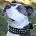 thumbnail image 2 of Thick Genuine Leather Spiked Dog Collar 2" wide Sized to Fit 18"-22" Neck. Cane Corso, Rottweiler, Pitbull, 2 of 3