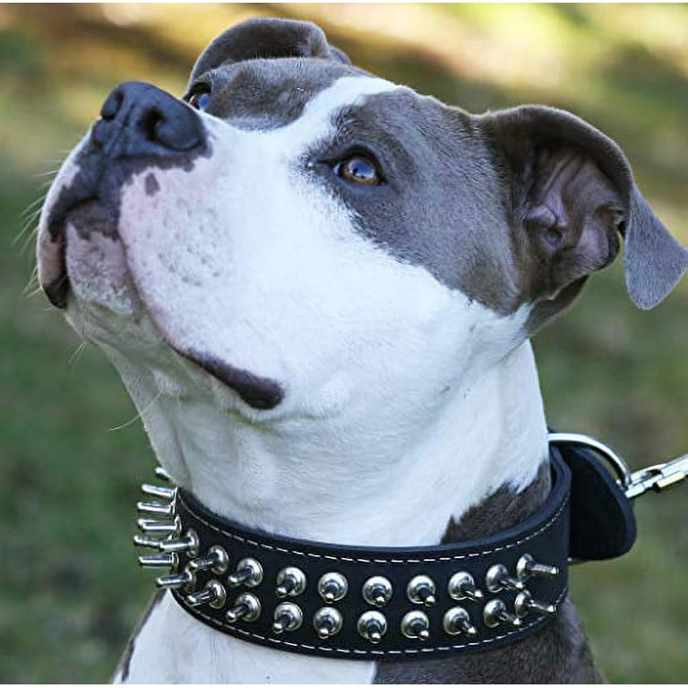 Thick pitbull outlet collar