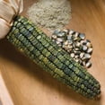 thumbnail image 3 of Oaxacan Green Indian Corn Seeds for Planting - 25+ Seeds - Stunning Green Kernel Corn - Grown in Iowa - A Must Have!, 3 of 3