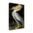 thumbnail image 4 of Trademark Fine Art John James Audubon American White Pelican Canvas Wall Art - 22x32, 4 of 4