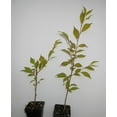 thumbnail image 5 of Okame Cherry Blossom Tree Live Plants in 2.5" Pot, 6 to 12" Tall Cherry Flower Starter Plants, 5 of 7