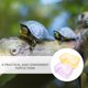 thumbnail image 5 of NUOLUX 2Ud Para Reptiles Con Plataforma De Descanso Y Alimentación En Plástico Resistente, 5 of 5