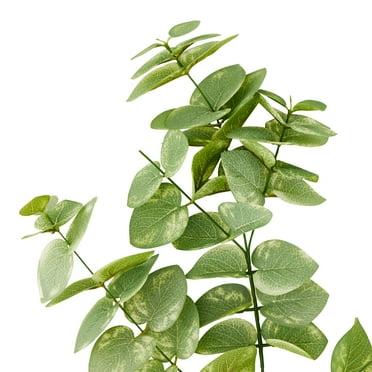 12 Pack: Green Eucalyptus Branch by Ashland®