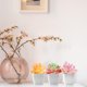 thumbnail image 4 of Mini suculentas de simulación, suministros DIY, accesorios de pared, decoraciones de flores de plástico, plantas verdes artificiales, 5 uds., 4 of 6