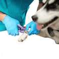 thumbnail image 4 of Cortauñas C/Lima Gato Expert Cuchillas Curvadas Fancy Pets Fancy Pets FL8335, 4 of 4