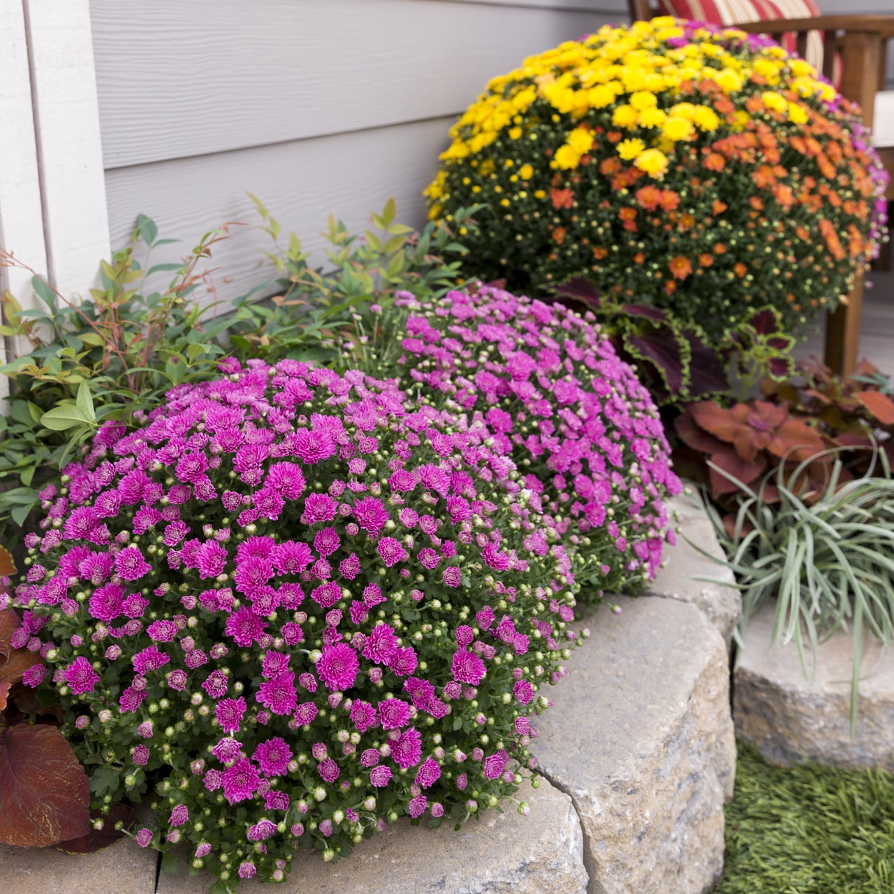 Better Homes & Gardens 1.5G Pink Mum Live Plant Hanging Basket Full Sun