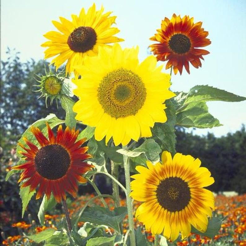 25pcs Top Quality Extra Rare Exotic Giant Sunflower Seeds Plant Garden Decor 