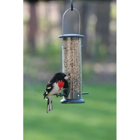 Download Birds Choice Low Cost Tube Bird Feeder - Walmart.com