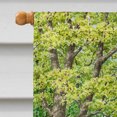 thumbnail image 3 of Carolines Treasures ASAD778CHF Spring Flowers by Sarah Adams Flag Canvas House Size, 3 of 4