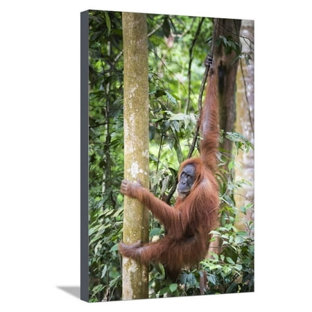Female Orangutan (Pongo Abelii) in the Rainforest Near Bukit Lawang, Gunung Leuser National Park Stretched Canvas Print Wall Art By Matthew (Lawang Oil Best Price)
