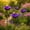 Purple, variant on Floral Shallow Bird Bath tub, Flower Shaped Garden Stake Bird Waterer with Metal Pole, Weatherproof Outdoor Bird Feeding Station for Hummingbirds & Bees