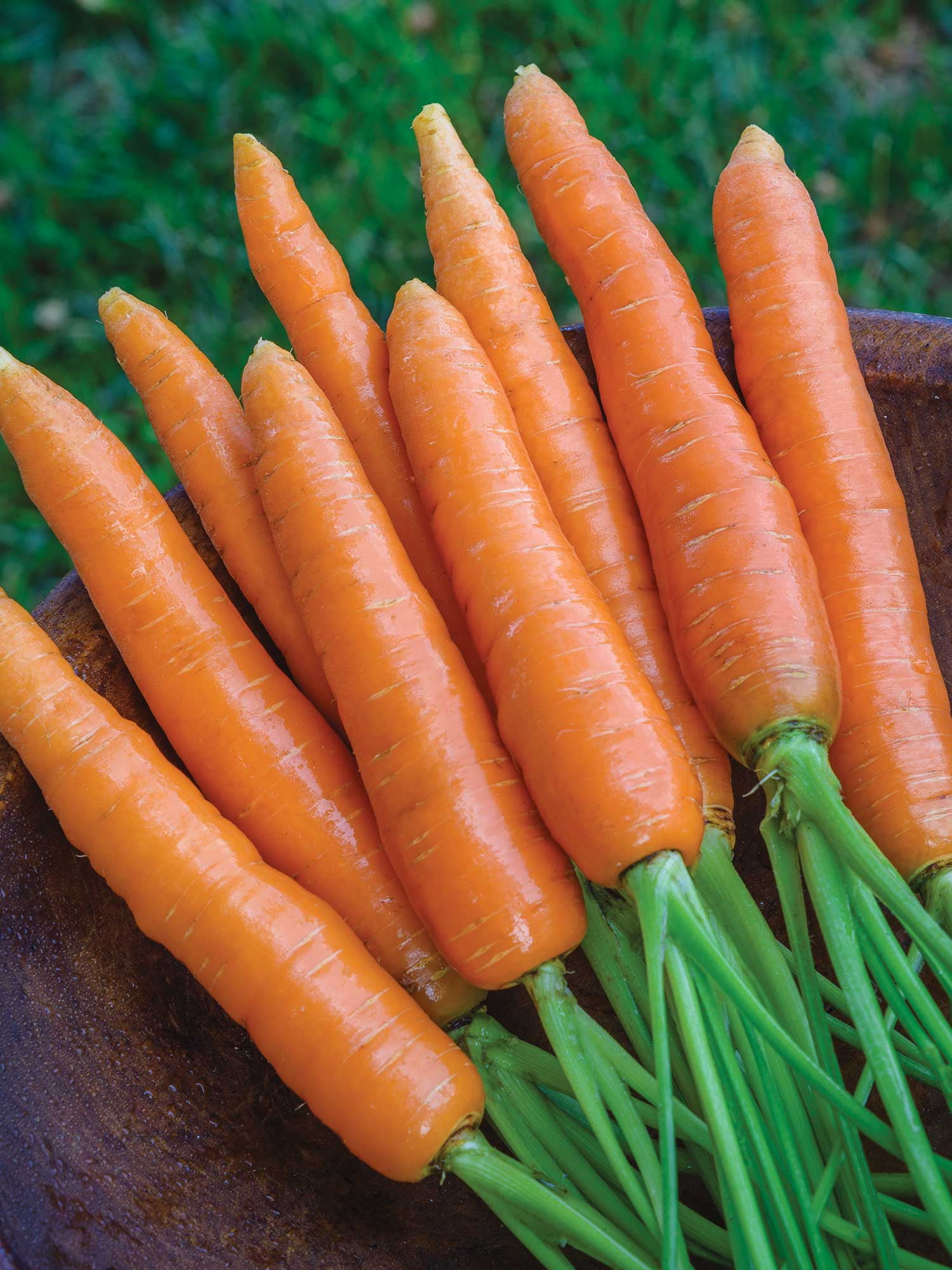 Burpee Nantes Half Long Carrot Seed, Heirloom Annual Vegetable, Full Sun