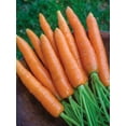 thumbnail image 5 of Burpee Nantes Half Long Carrot Seed, Heirloom Annual Vegetable, Full Sun, 5 of 5