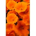 thumbnail image 2 of Zimmerman, Judith 23x32 Gold Ornate Wood Framed with Double Matting Museum Art Print Titled - California California Poppy detail-Antelope Valley, 2 of 4