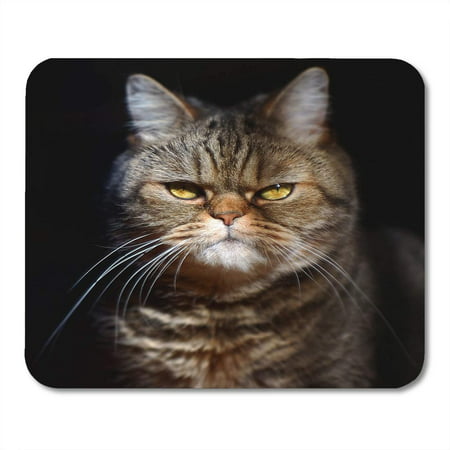 SIDONKU Blue Meme Grumpy Tabby Serious British Cat on Orange Angry Crazy Face Mousepad Mouse Pad Mouse Mat 9x10