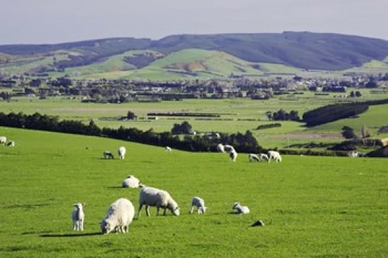 Farmland at Milburn South Otago South Island New Zealand Canvas Art - David Wall DanitaDelimont (36 x 24)