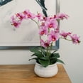 thumbnail image 3 of 23" Phale Orchid, 3 of 5