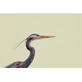 thumbnail image 2 of Viola, Vincenzo 14x11 Black Ornate Wood Framed with Double Matting Museum Art Print Titled - Heron, 2 of 4