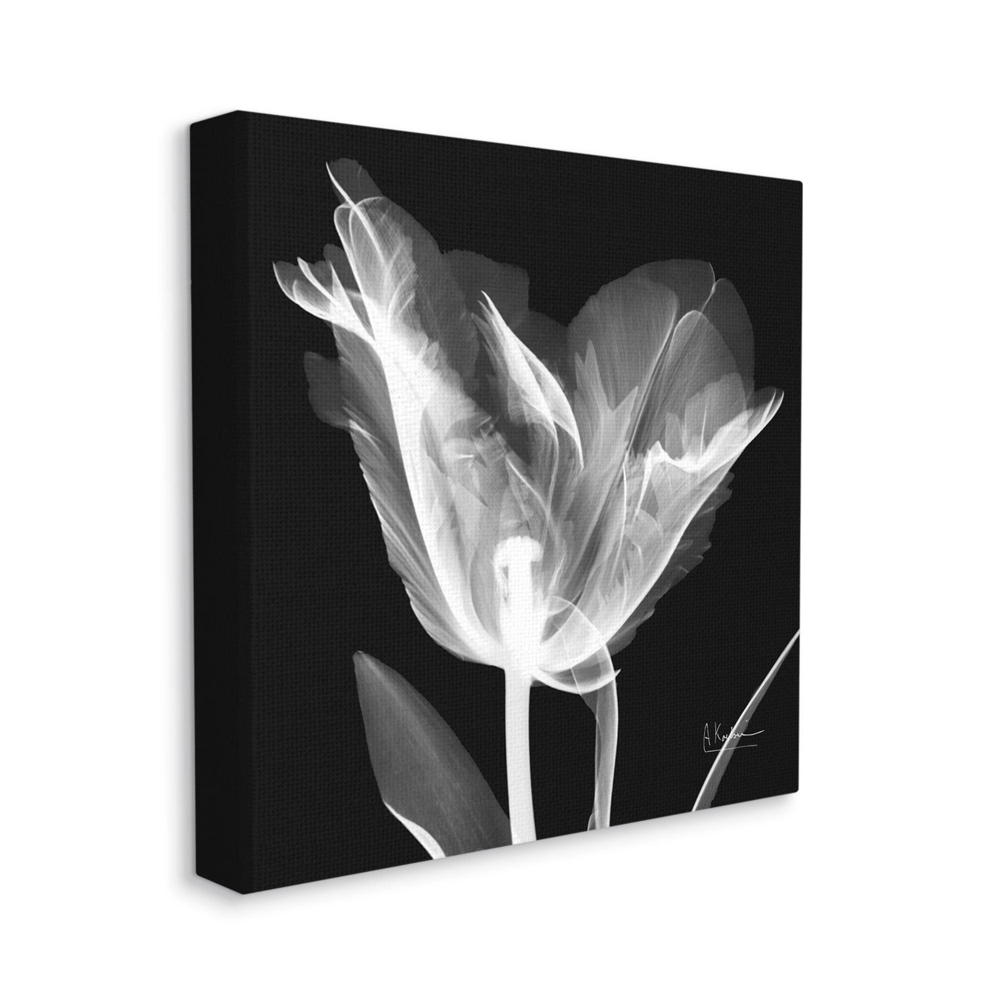 Stupell Industries Tulip Flower X-Ray Botanical & Floral Photography Gallery Wrapped Canvas Print Wall Art, 30 x 30