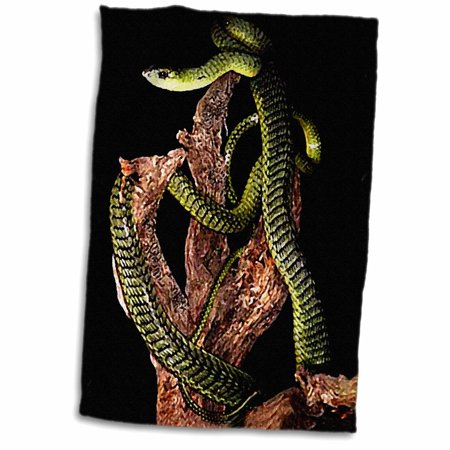3dRose Boomslang Snake - Towel  15 by 22-inch (twl_611_1)