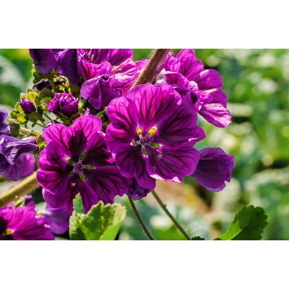 20 MAURITANIAN MALVA Mallow Malva sylvestris var. mauritania Flower Seeds