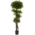 thumbnail image 1 of 5&rsquo; Arbre à Biscuit, 1 of 1
