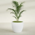 thumbnail image 2 of Greenline Fiberglass Lucy Large Indoor/Outdoor Round Planter - 39" x 39" x 34" (Gloss White), 2 of 7