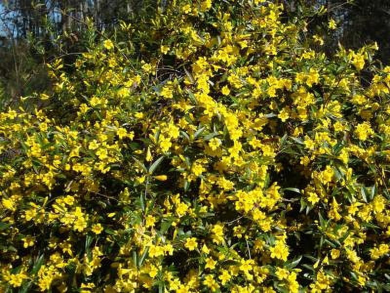 Classy Groundcovers, Carolina Jasmine, Carolina Jessamine, Yellow Jessamine, Evening Trumpetflower, Trumpet Flower, Wild Jasmine, False Jasmine {2...
