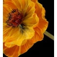 thumbnail image 2 of Natural Touch Orange Poppy Flowers 25in. Tall 5in. Wide & Leaves 4in. By 2in., 2 of 2