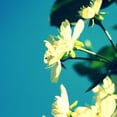 thumbnail image 3 of Bell, Lillian 12x12 Black Modern Framed Museum Art Print Titled - Summer Blossom I, 3 of 5