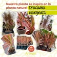 thumbnail image 4 of Planta artificial moderna decorativa Real Style Dracaena Marginata  de 120cm de alto Artego para hogar sala comercio oficina, 4 of 9