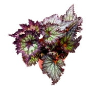 Harmony's Stormy Star Begonia Rex, 6 inch Purple Band with White Silver Splash Very Glittery Gnarly Jagged