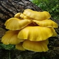 thumbnail image 3 of Gourmet and Medicinal Mushroom Cultures (Gold Oyster (Pleurotus citrinopileatus)), 3 of 3