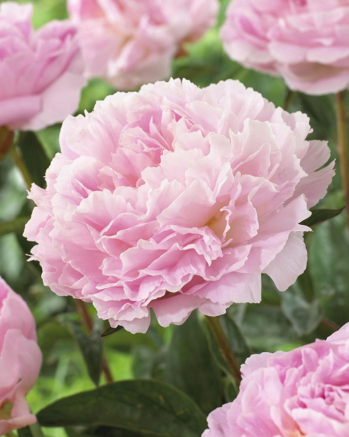 TASC Flower Bulbs- Peony Sarah Bernhardt