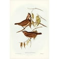 thumbnail image 2 of Gould, John 13x18 Black Modern Framed Museum Art Print Titled - Crested Oreoica-Oreoica gutturalis, 2 of 4