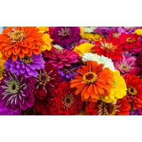 Giant California Zinnia Seeds for Planting - 250  Seeds - Grow Huge Vibrant Mixed Color Zinnias
