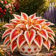 thumbnail image 2 of 2 Hosta Roots-Low‑Maintenance, Easy‑Grow for Garden Beds,Borders,Plant Pots & Planters, 2 of 5