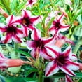 thumbnail image 4 of BubbleBlooms Desert Rose Capricorn 5 inch Pot Red Black and White Variegated Exotic Rare Flower, 4 of 9