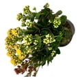 thumbnail image 4 of Planta calanchoe, 4 of 4