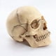 thumbnail image 2 of 6X 1:2 CráNeo Desmontado Modelo AnatóMico AnatomíA Esqueleto CráNeo Modelo Desmontable Herramienta de Suministros de EnseñAnza, 2 of 6