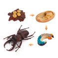thumbnail image 4 of Fiudx Ofertas Flash Del Día Figura De Insecto De 4 Piezas, Ciclo De Vida, Cría De Plástico Hasta Período, 4 of 4