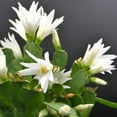 thumbnail image 5 of White Easter Cactus Plants 4-8 Inch, Drought Tolerant Easter Cactus Plant Live for Indoor Planting, 5 of 5
