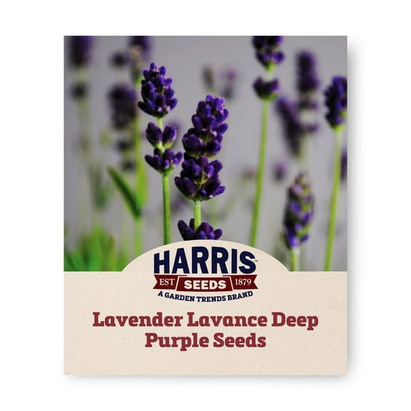 Harris Seeds - Lavender Lavance Deep Purple Seeds - Vibrant Perennial Blooms - 250 Seeds