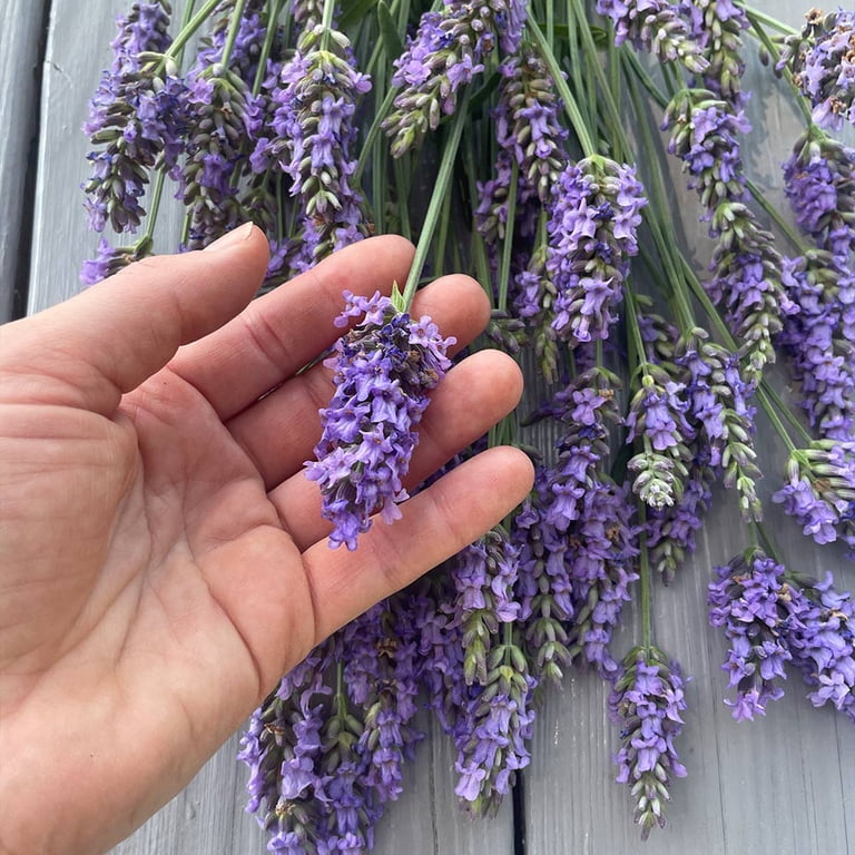 Brighter Blooms - Sensational Lavender Plant, 1 Qt. - No Shipping To AK,  AZ, HI - Walmart.com